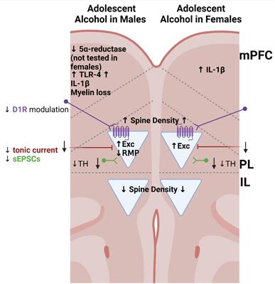 Adolescent Alcohol and Stress Exposure Rewires Key Cortical Neurocircuitry